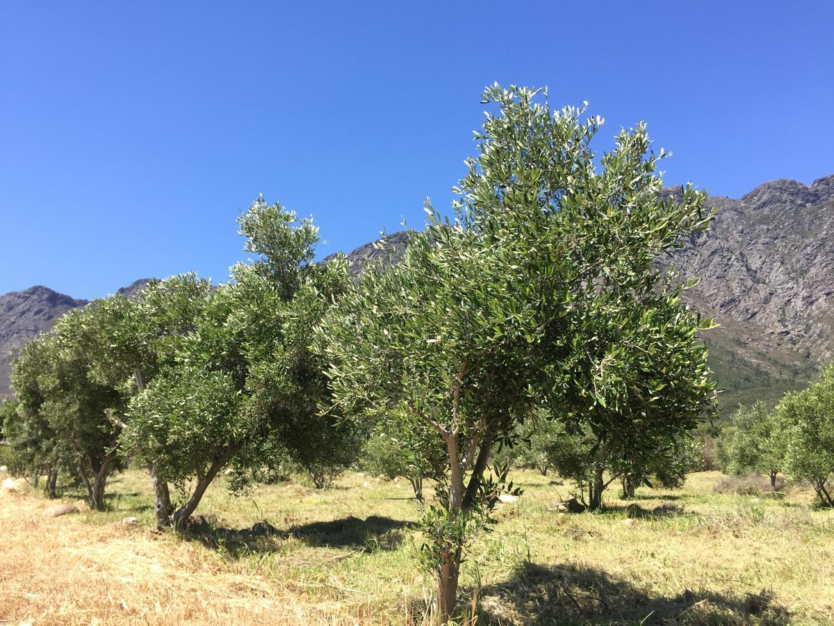 Olive Cottage Franschhoek Zewnętrze zdjęcie